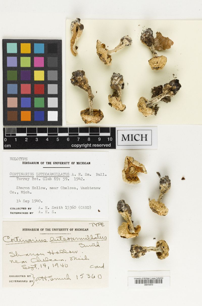 Cortinarius luteoarmillatus image