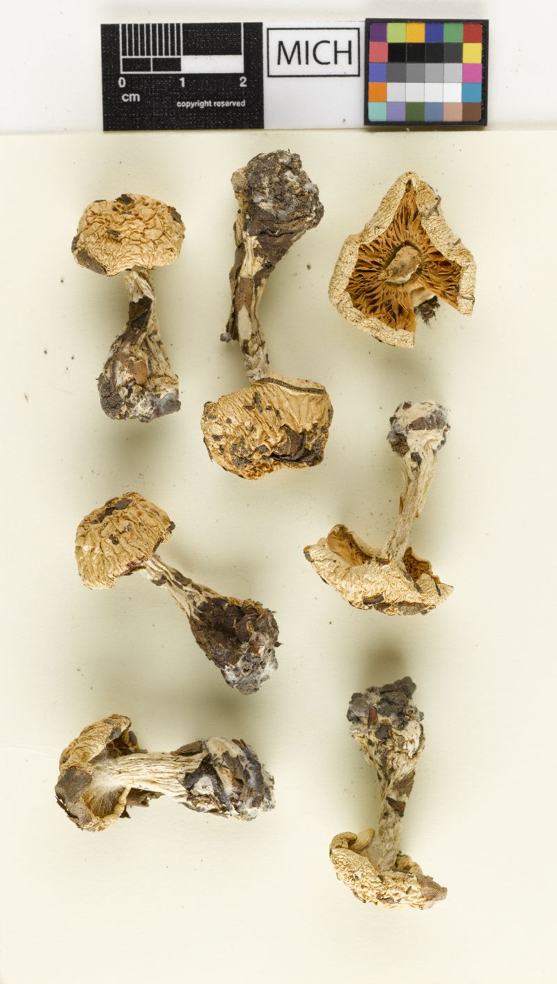 Cortinarius luteoarmillatus image