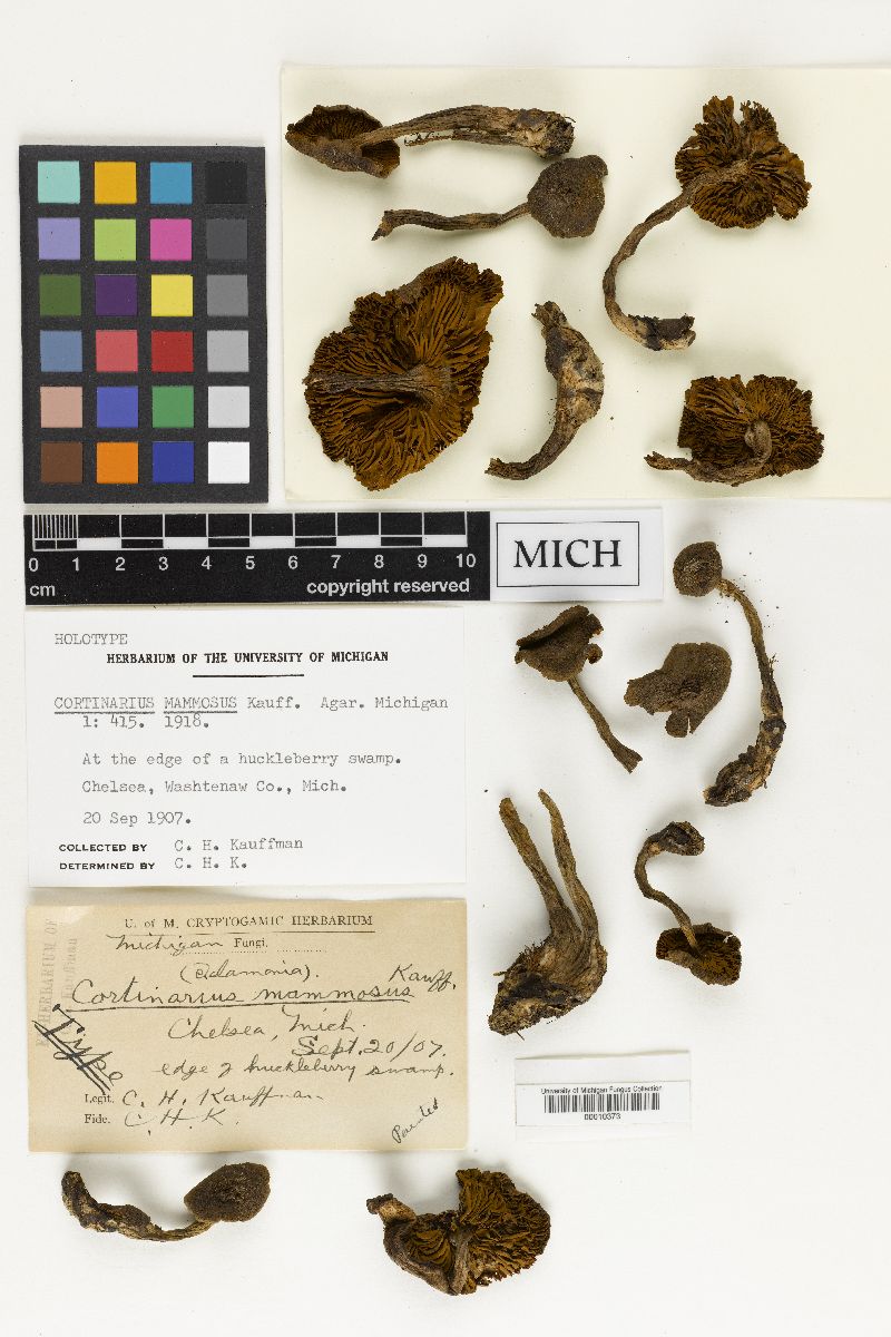 Cortinarius mammosus image