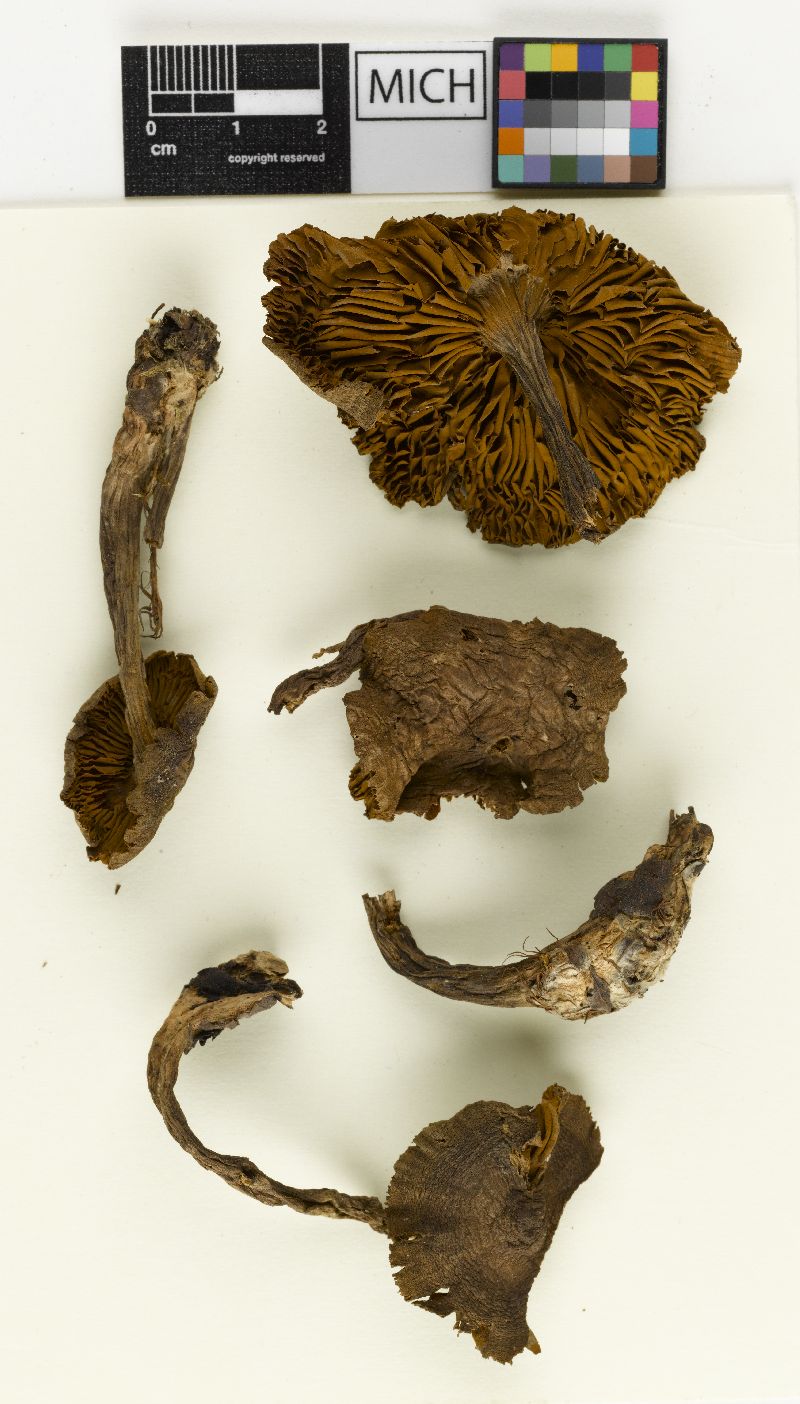 Cortinarius mammosus image