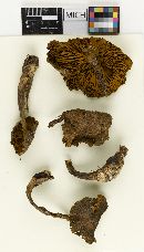 Cortinarius mammosus image