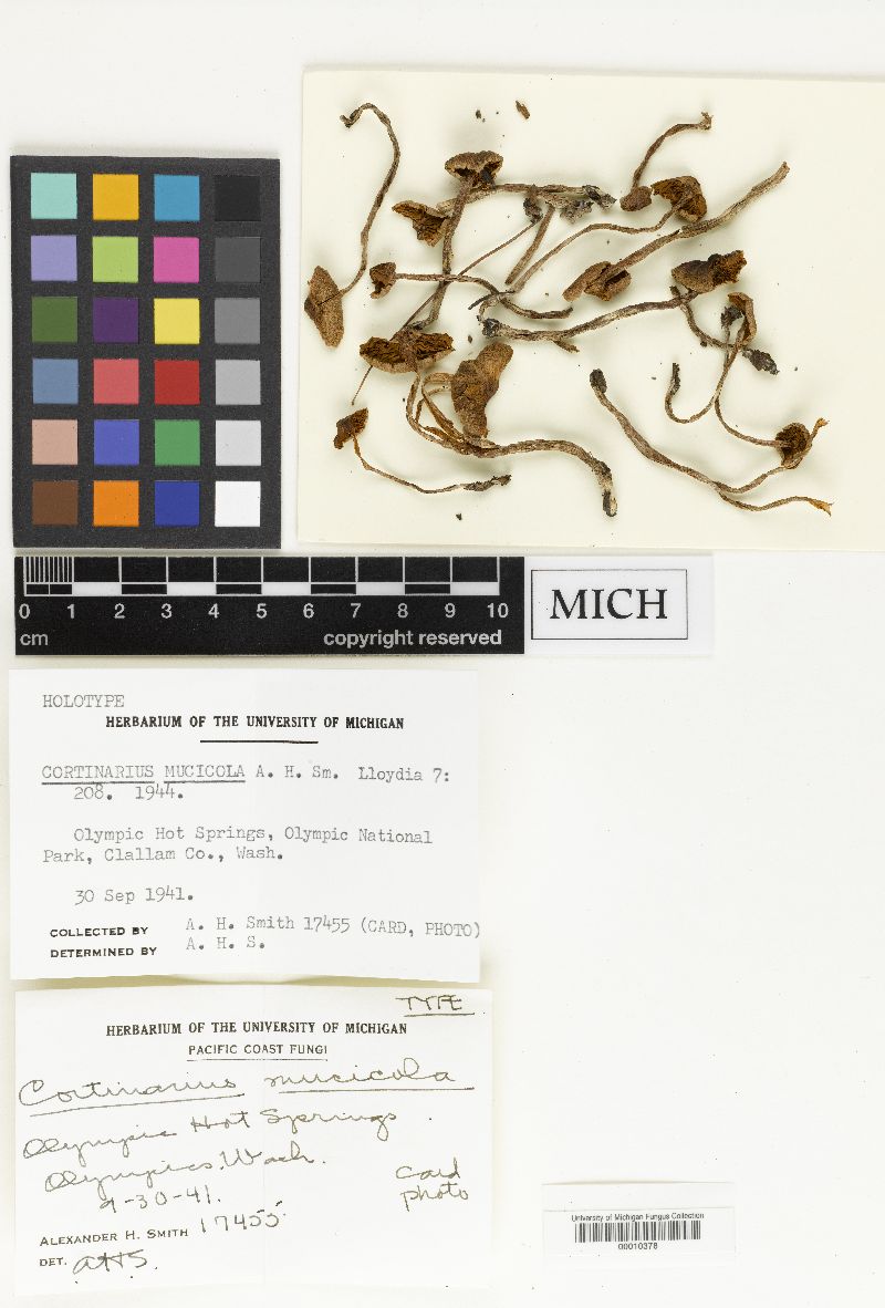 Cortinarius mucicola image