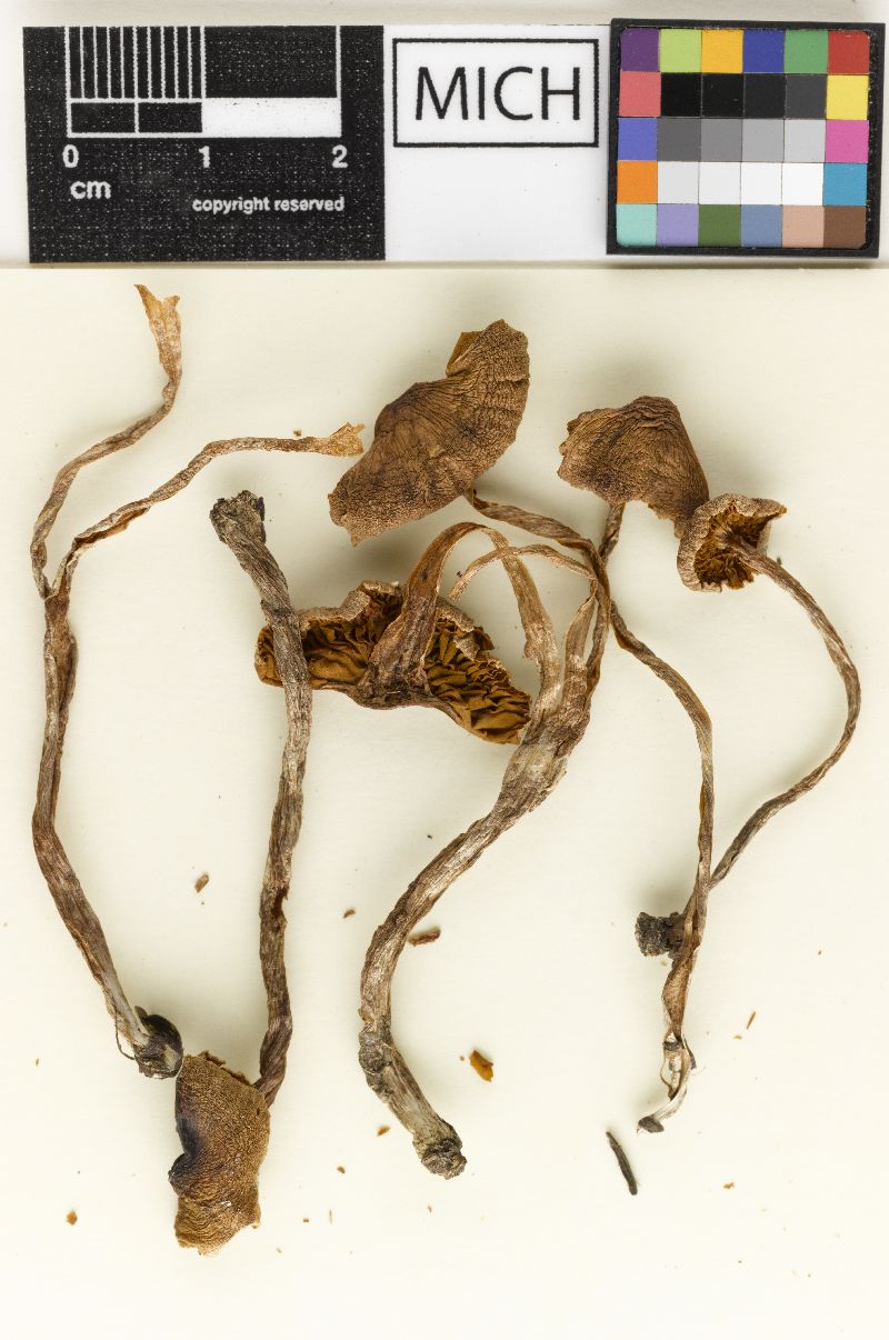 Cortinarius mucicola image