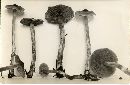 Cortinarius mucicola image