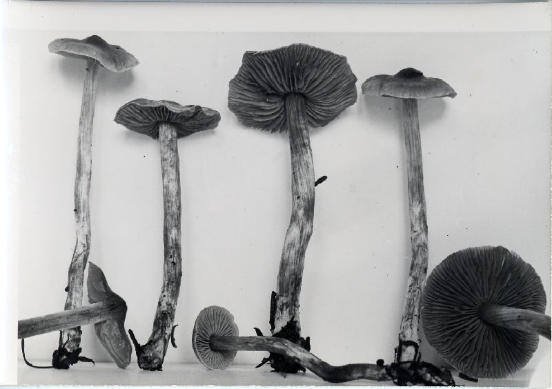 Cortinarius mucicola image