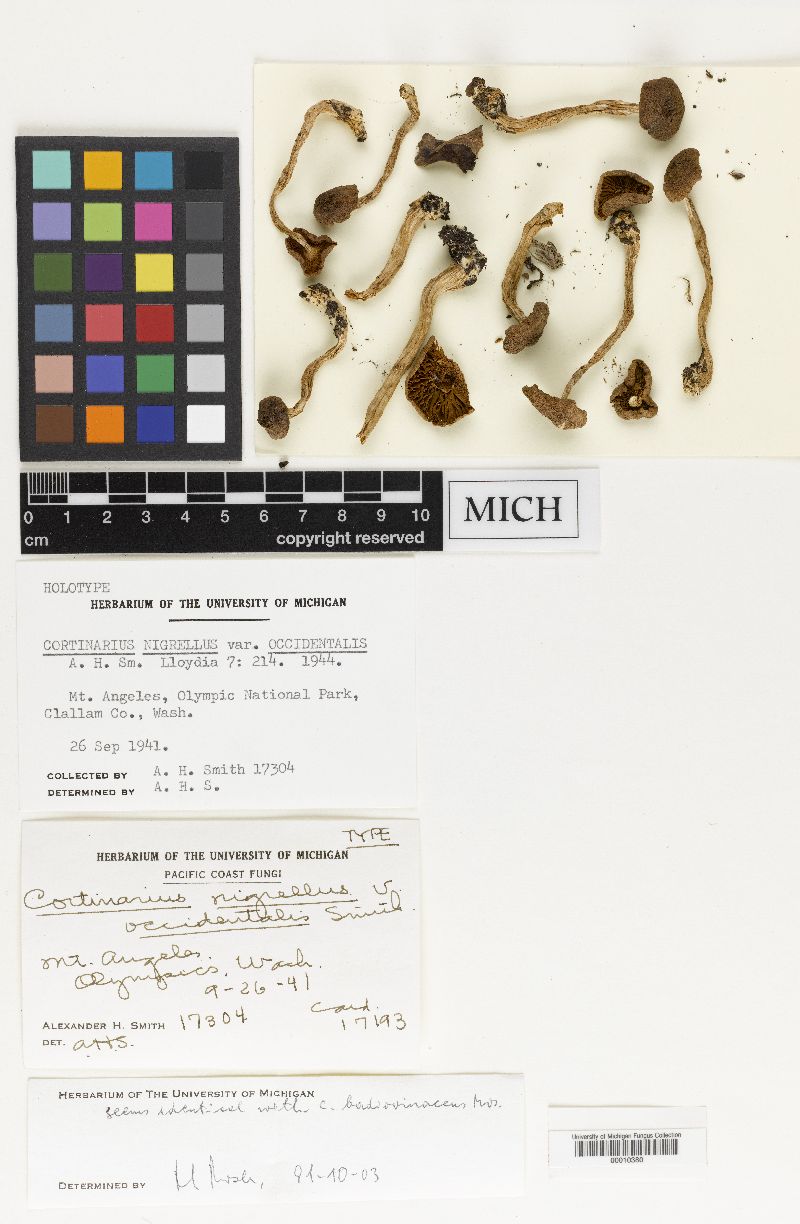Cortinarius nigrellus var. occidentalis image