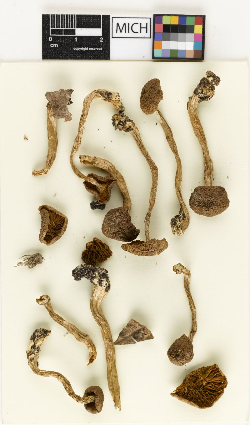 Cortinarius nigrellus var. occidentalis image