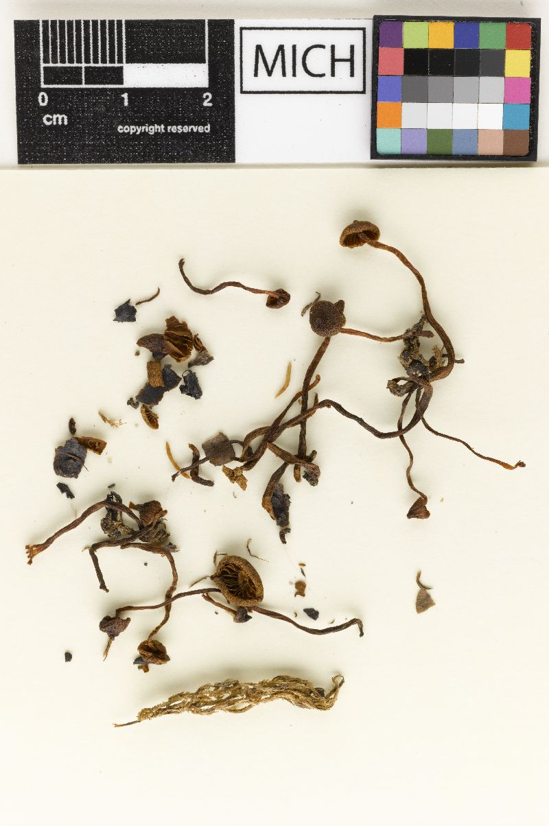 Cortinarius olivaceofulvus image