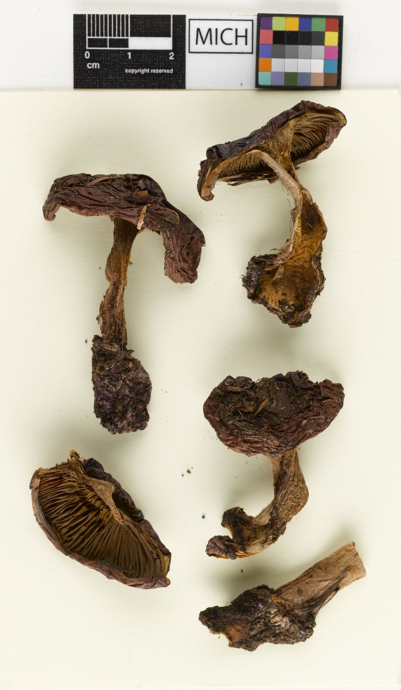 Cortinarius orichalceus var. xanthocephalus image
