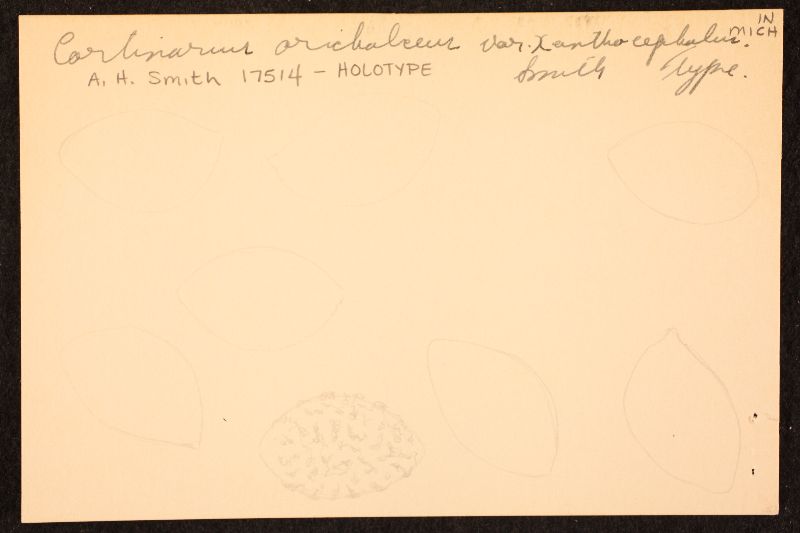 Cortinarius orichalceus var. xanthocephalus image