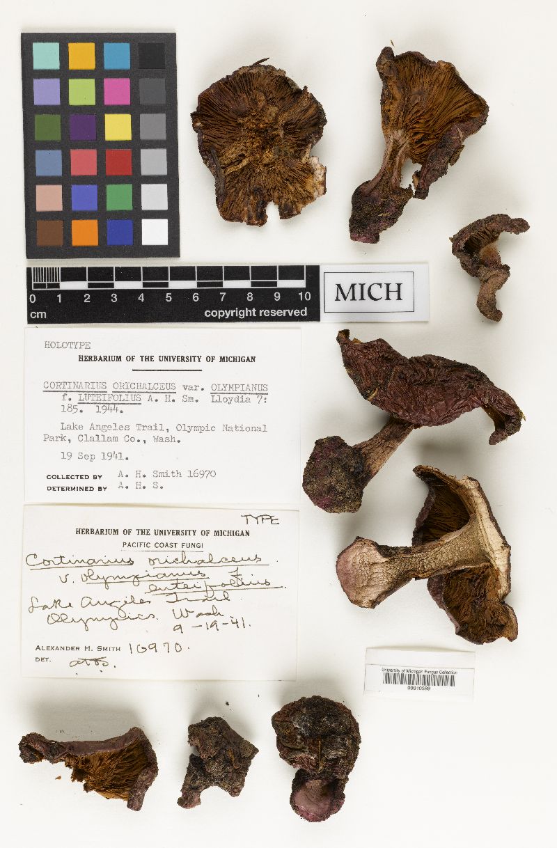 Cortinarius orichalceus f. luteifolius image