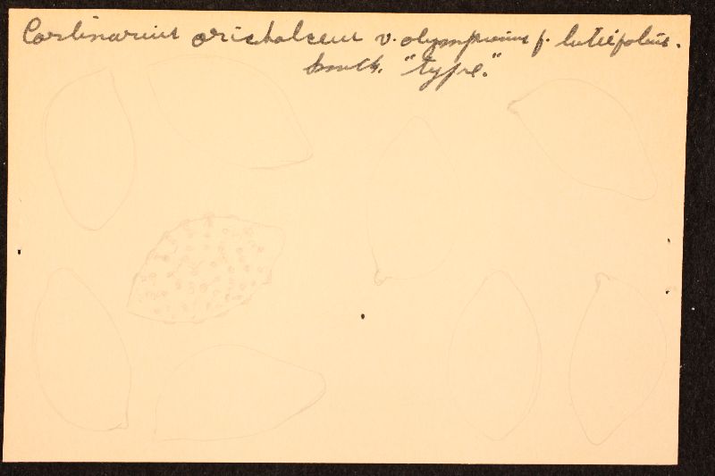Cortinarius orichalceus f. luteifolius image