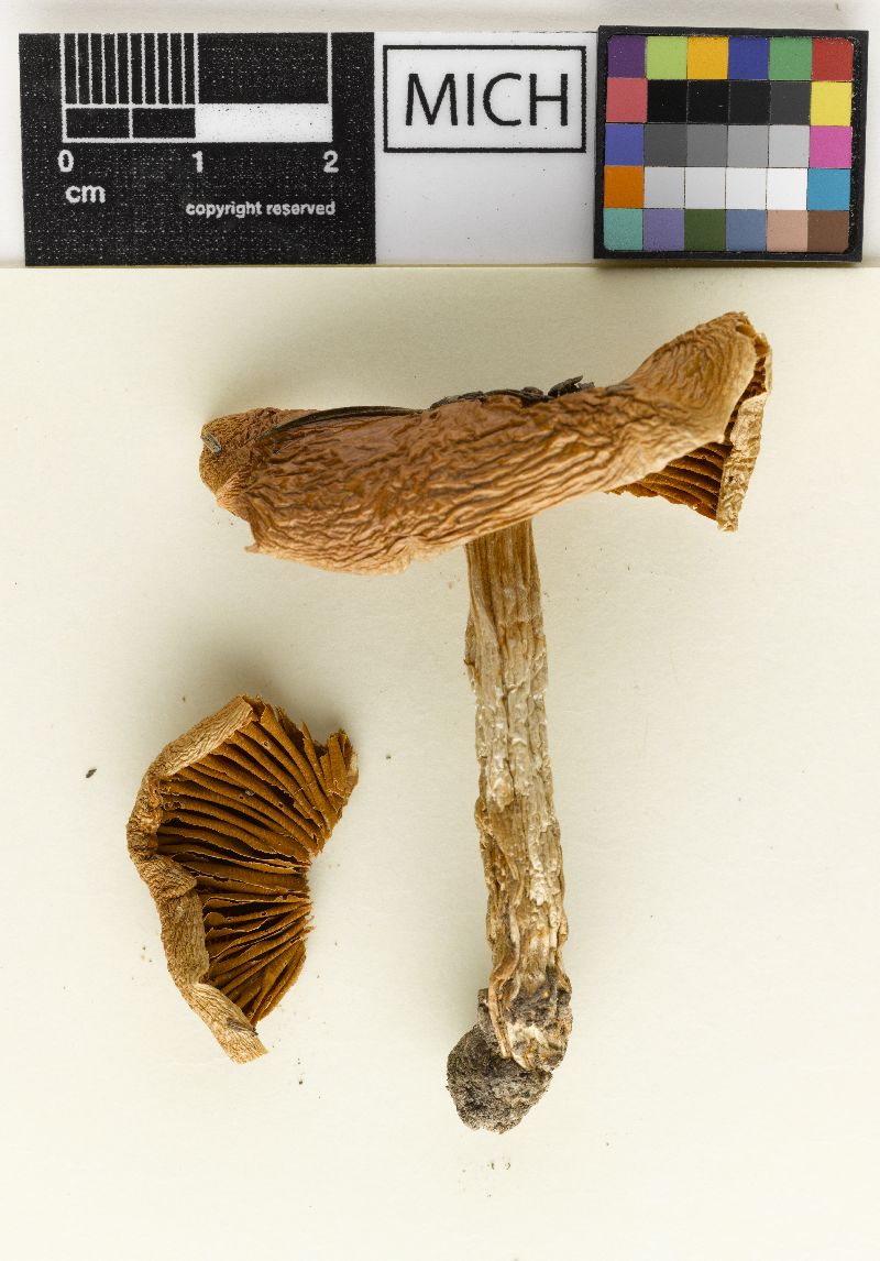 Cortinarius paliformis image