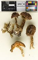 Cortinarius pallidifolius image