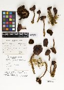 Cortinarius smithii image