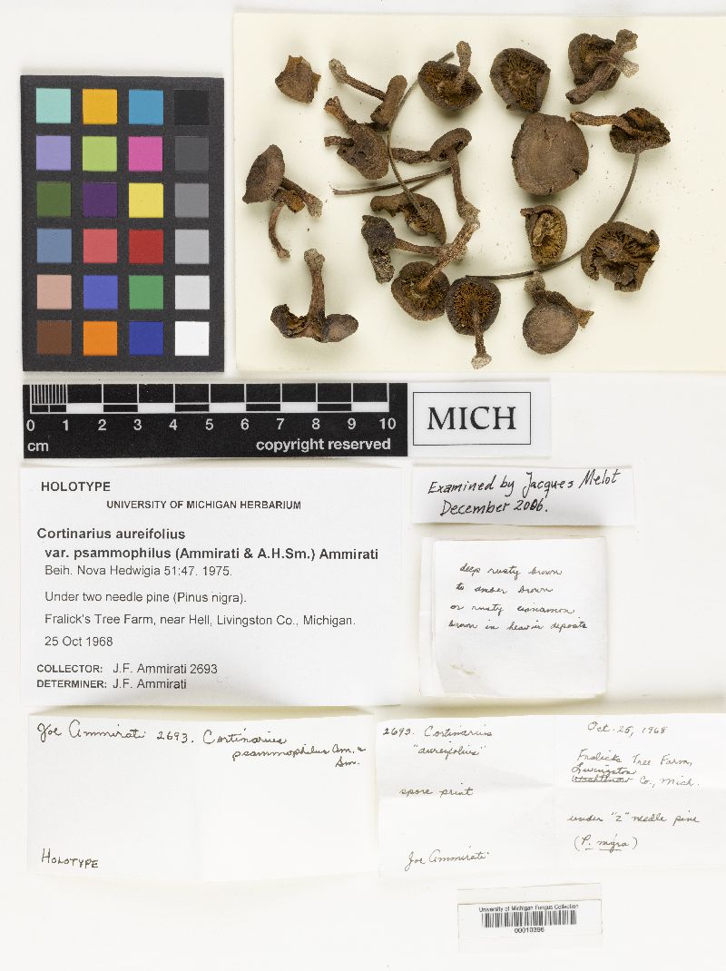 Cortinarius aureifolius image