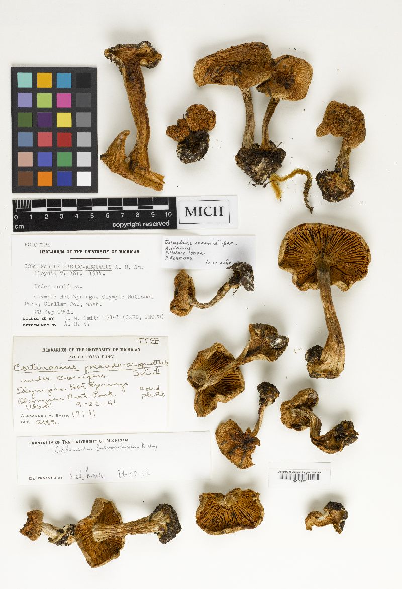 Cortinarius pseudoarquatus image