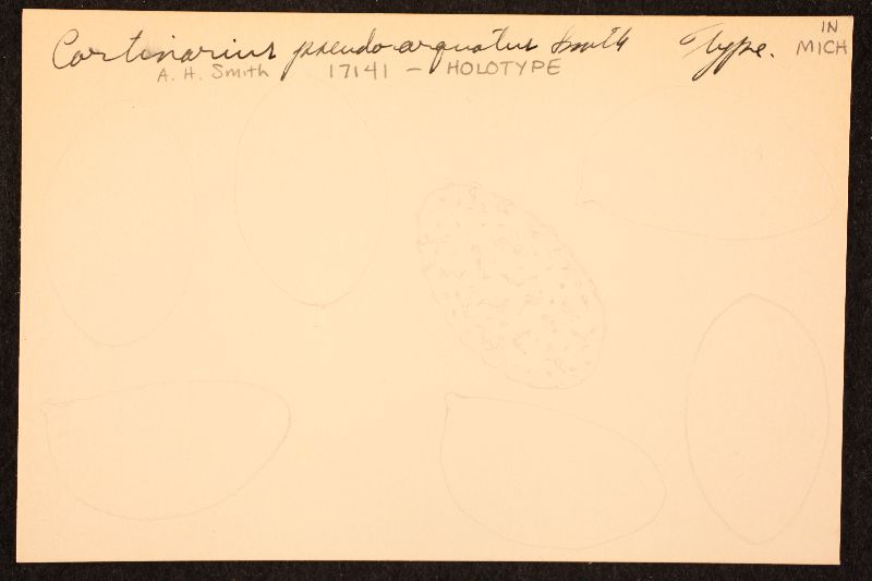 Cortinarius pseudoarquatus image