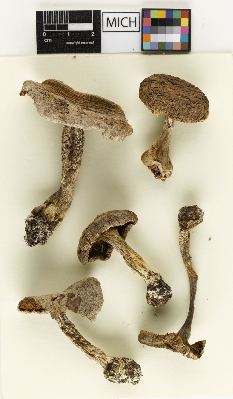 Cortinarius pulchrifolius var. odorifer image