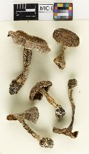 Cortinarius pulchrifolius var. odorifer image