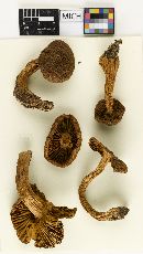 Cortinarius rainierensis image