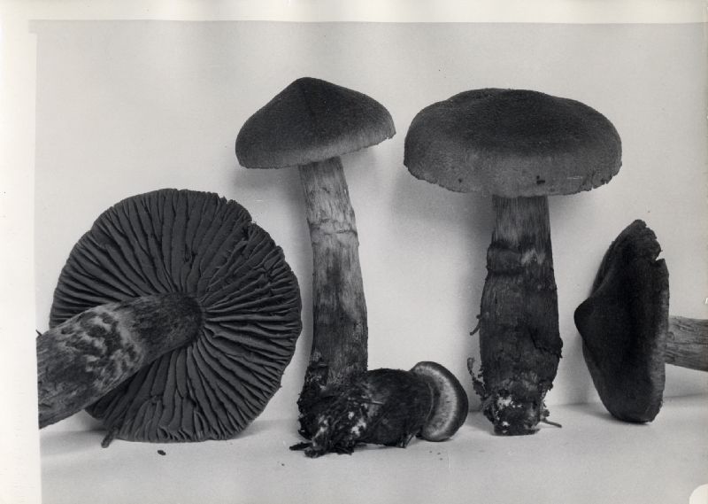 Cortinarius rainierensis image