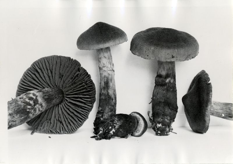 Cortinarius rainierensis image