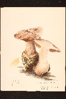 Cortinarius regalis image