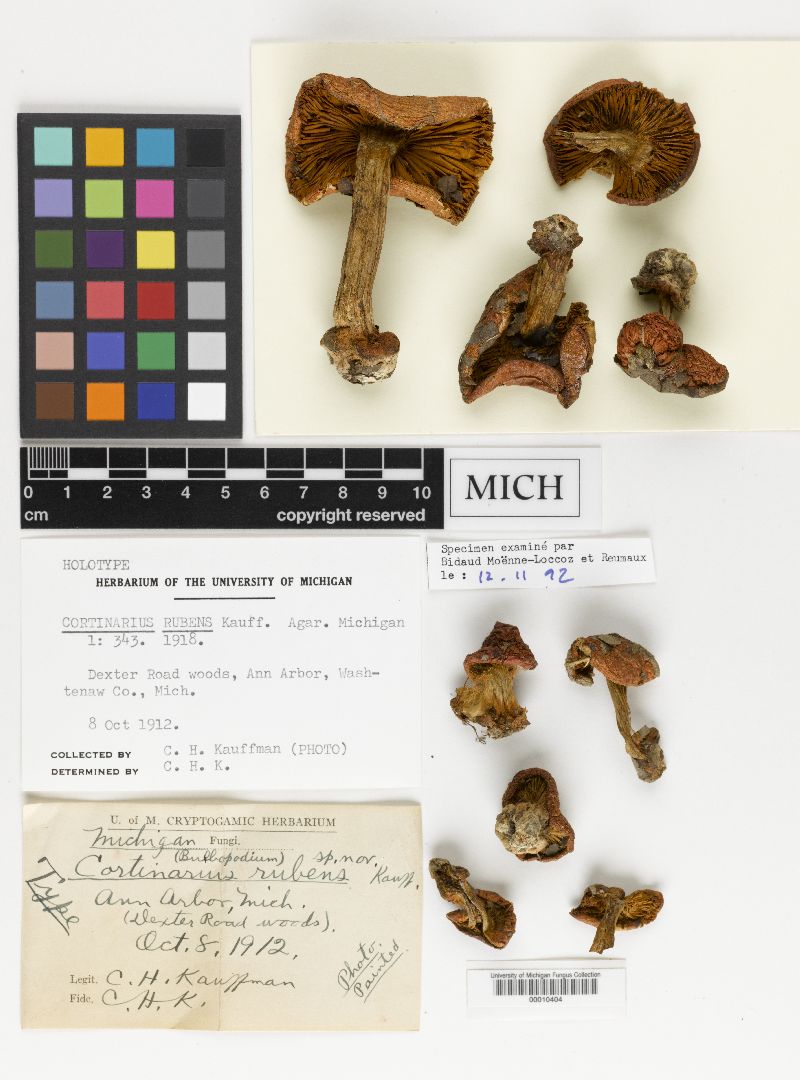 Cortinarius rubens image