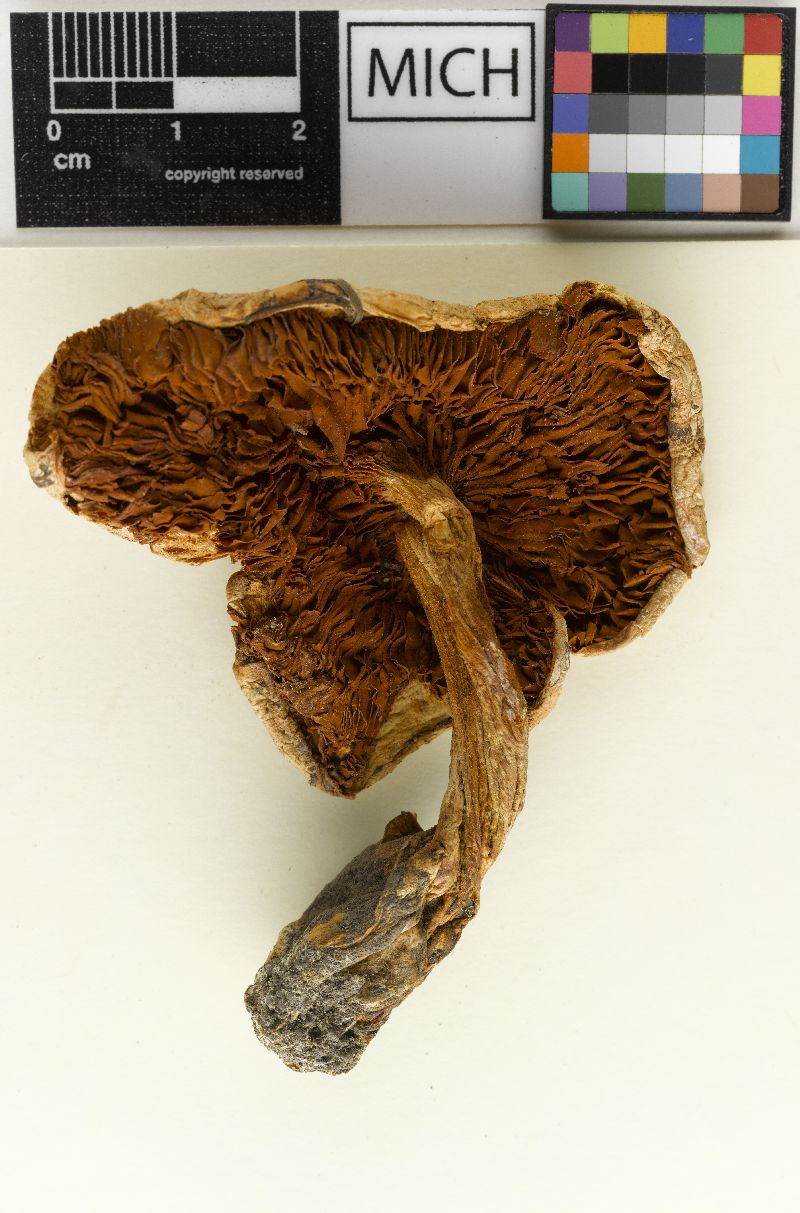 Cortinarius sphaerospermus image