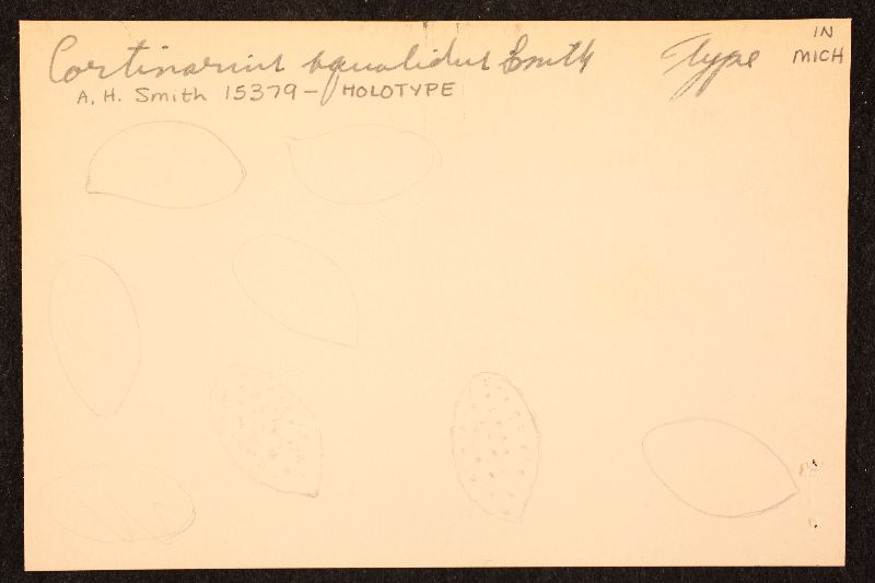 Cortinarius squalidus image