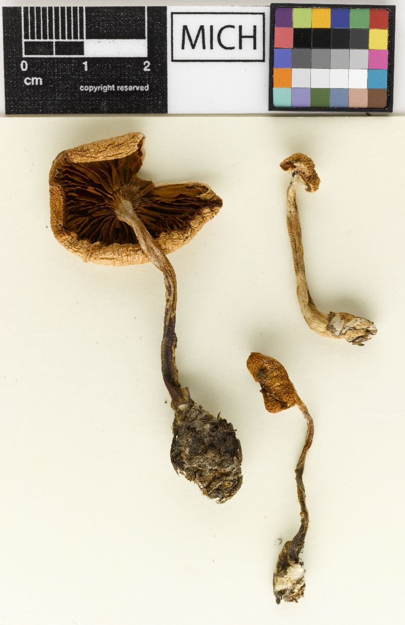 Cortinarius sterilis image