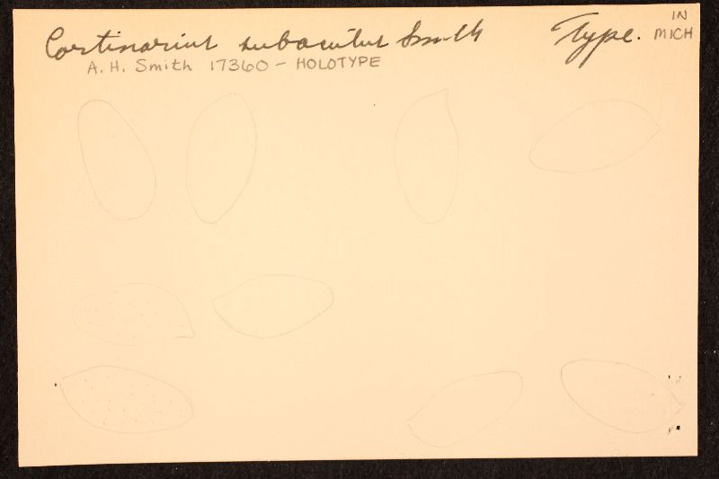 Cortinarius subacutus image