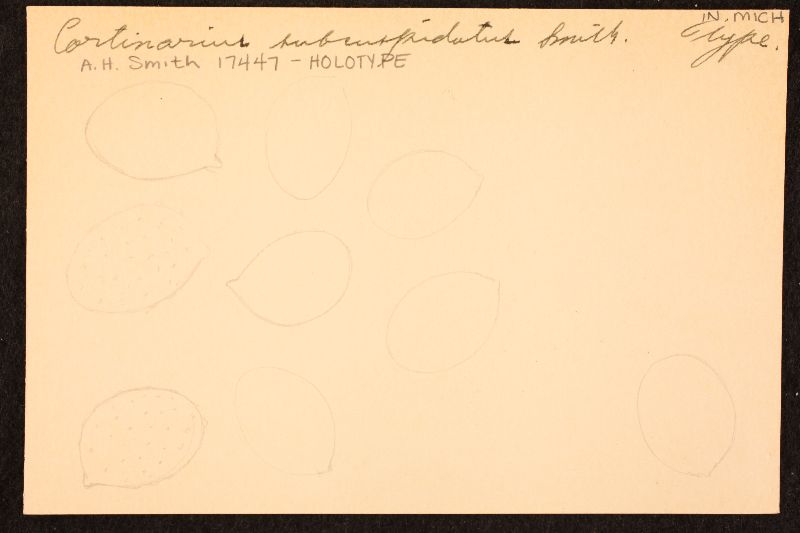 Cortinarius subcuspidatus image
