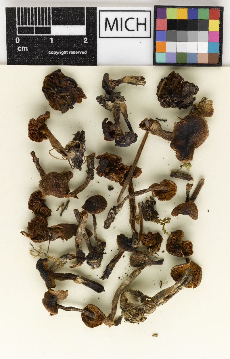 Cortinarius subobtusus image