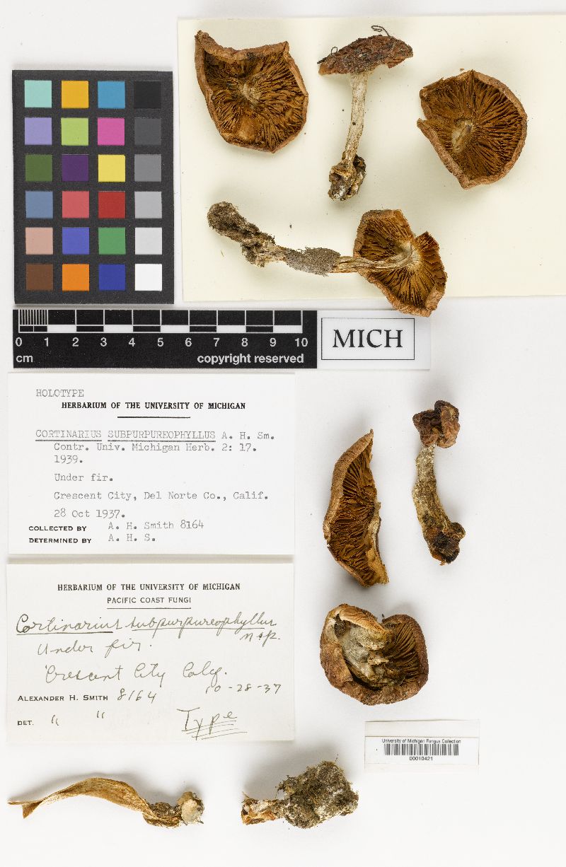 Cortinarius subpurpureophyllus image