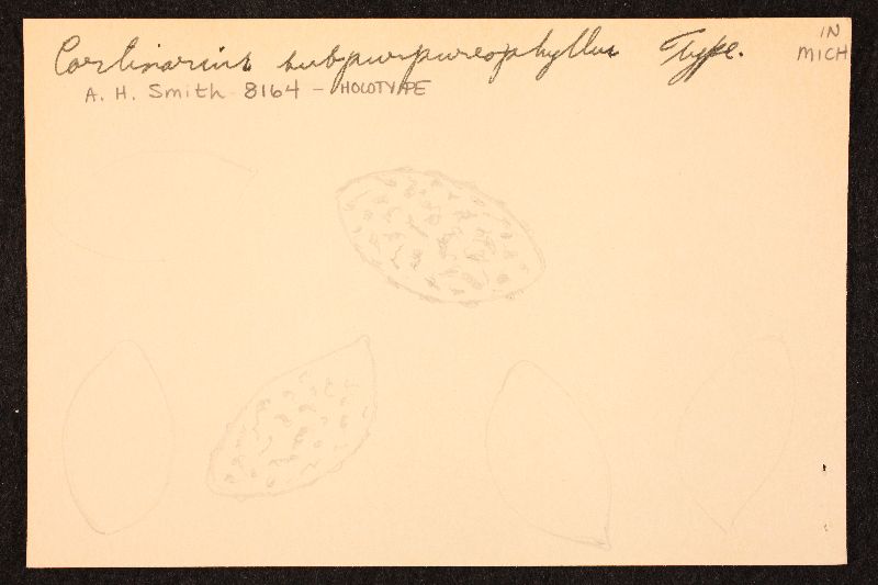Cortinarius subpurpureophyllus image