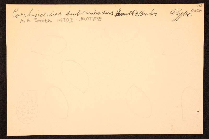 Cortinarius subrimosus image