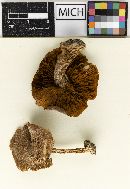 Cortinarius subtabularis image