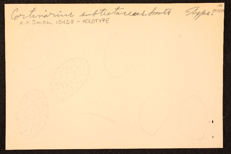 Cortinarius subtestaceus image