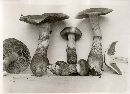 Cortinarius subtestaceus image