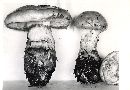 Cortinarius superbus image