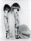 Cortinarius vanduzerensis image