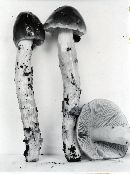 Cortinarius vanduzerensis image