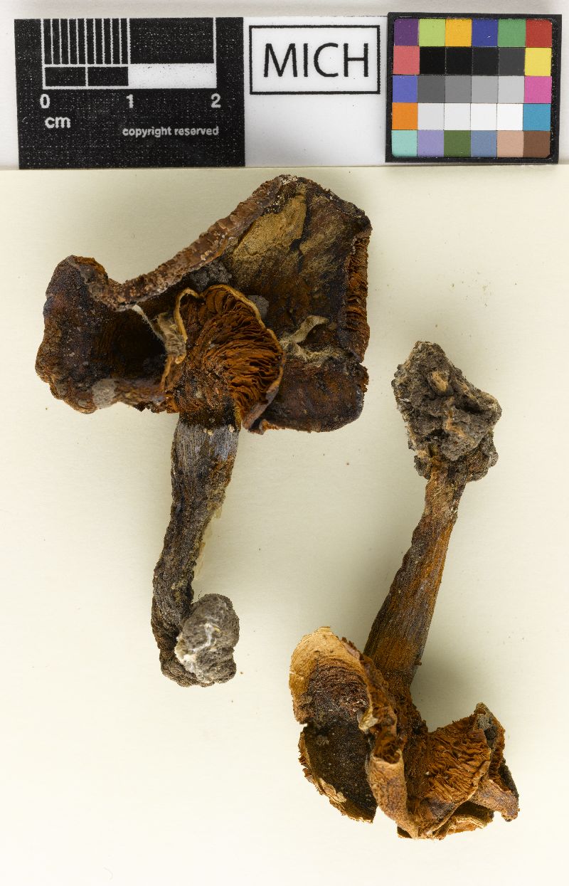 Cortinarius velicopia image