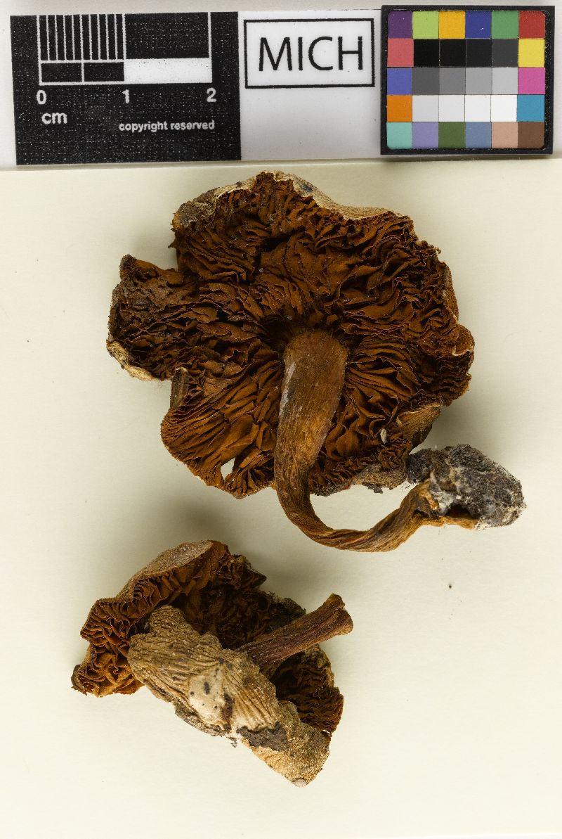 Cortinarius velicopia image