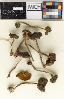 Cortinarius washingtonensis image