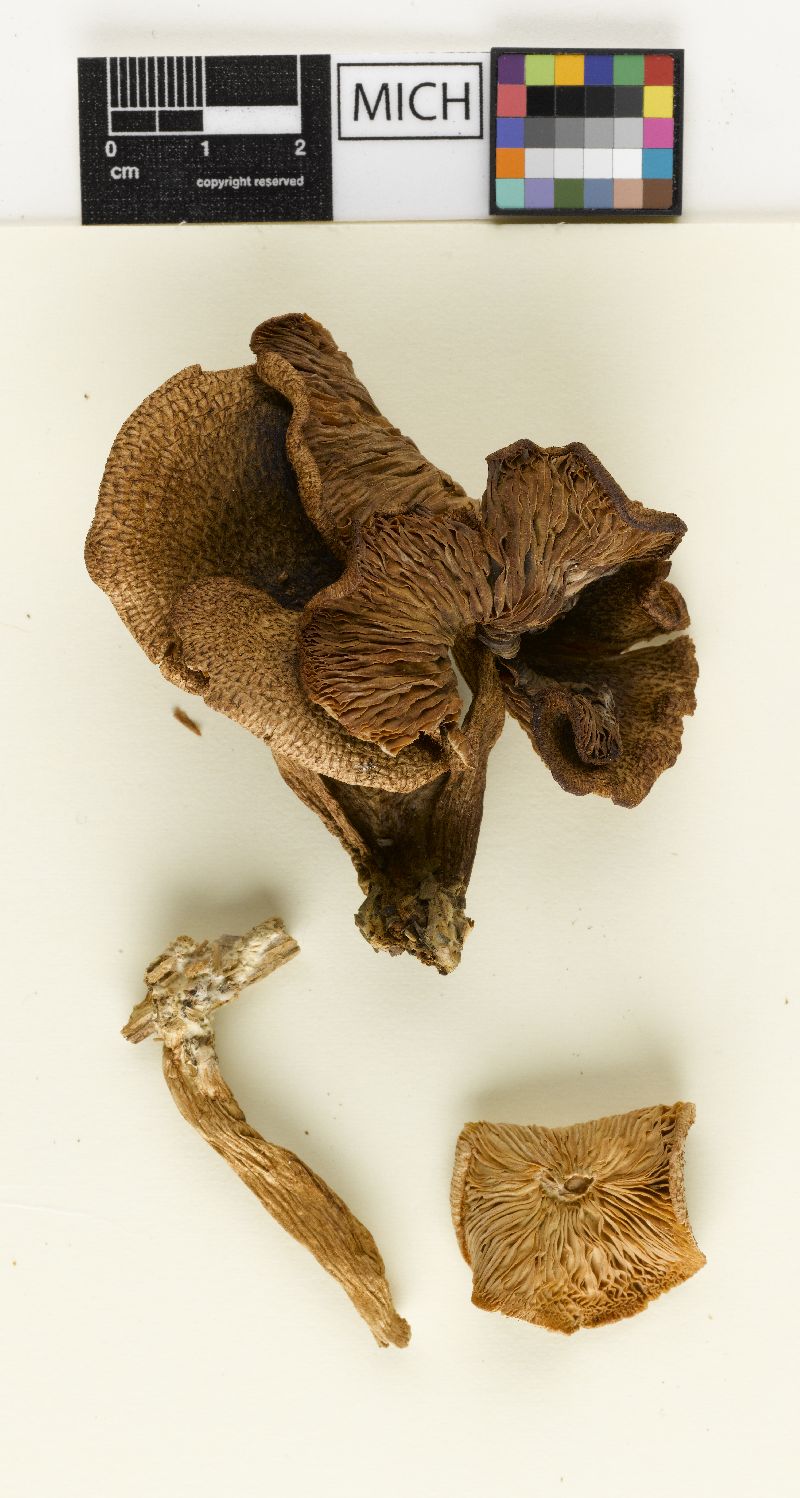 Cortinellus formosus image
