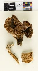 Cortinellus formosus image