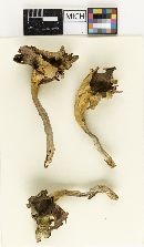 Craterellus caeruleofuscus image